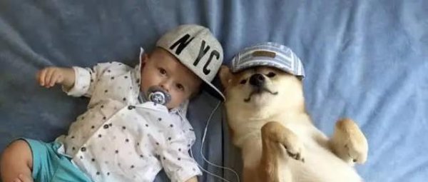 中博策略 柴犬扭头就跑不让抱？试试这3招，轻松变抱抱达人！