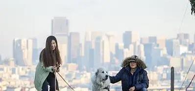 银易配资 三天教狗狗坐下，我家二哈变乖巧，你家宠物行吗？