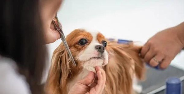 开源策略 单身青年爱上猫狗，生活从此不孤单，你养宠物的理由是啥？